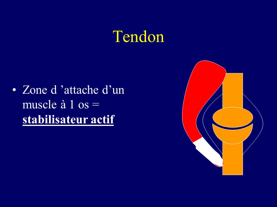 Tendon Zone d ’attache d’un muscle à 1 os = stabilisateur actif