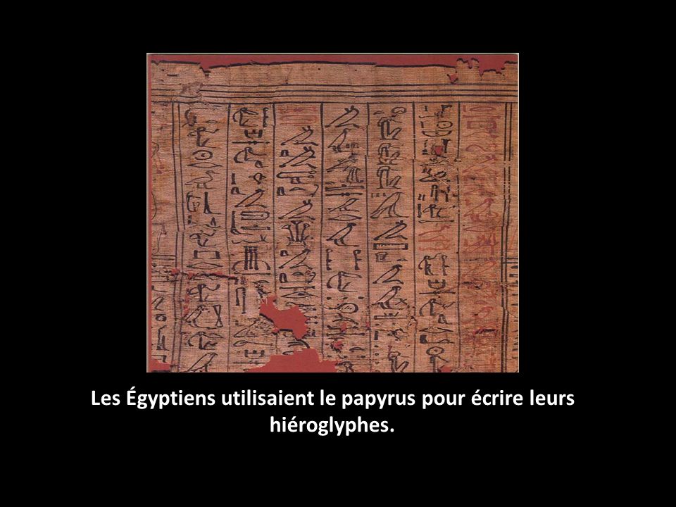 Les Égyptiens utilisaient le papyrus pour écrire leurs hiéroglyphes.