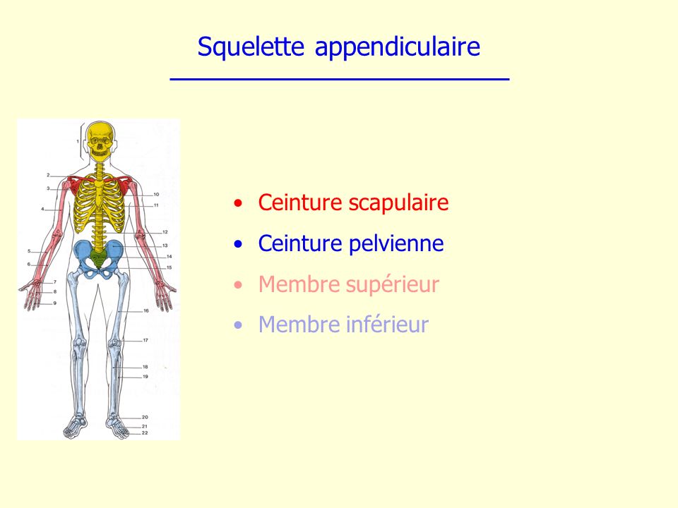 Squelette appendiculaire