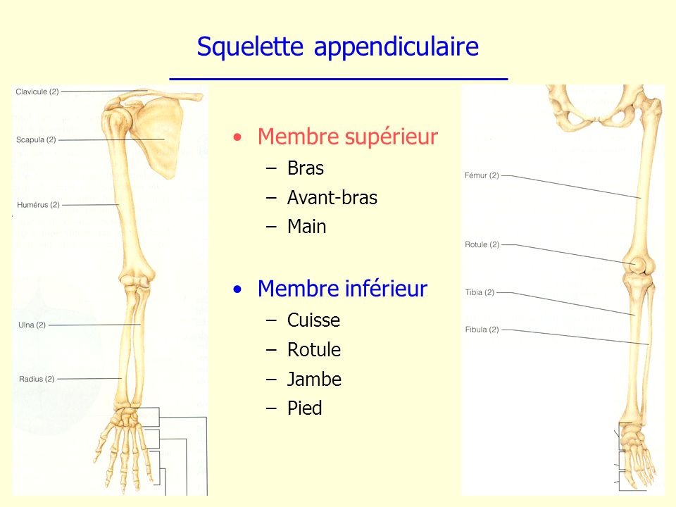 Squelette appendiculaire