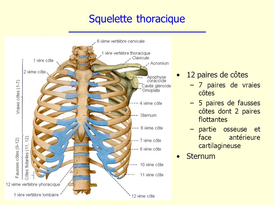 Squelette thoracique 12 paires de côtes Sternum