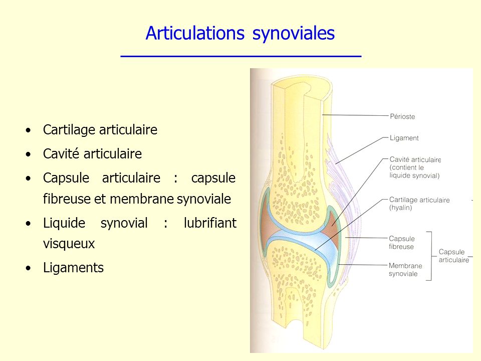 Articulations synoviales
