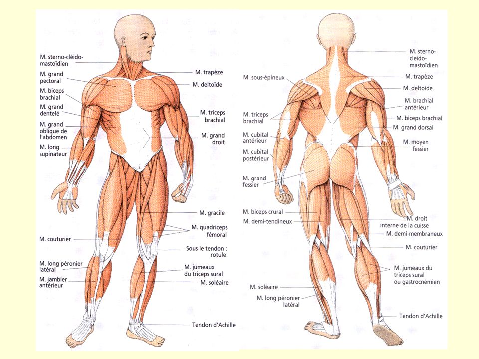 Principaux muscles squelettiques