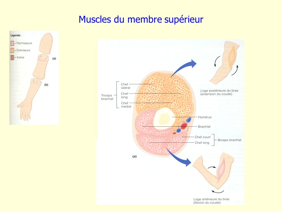 Muscles du membre supérieur