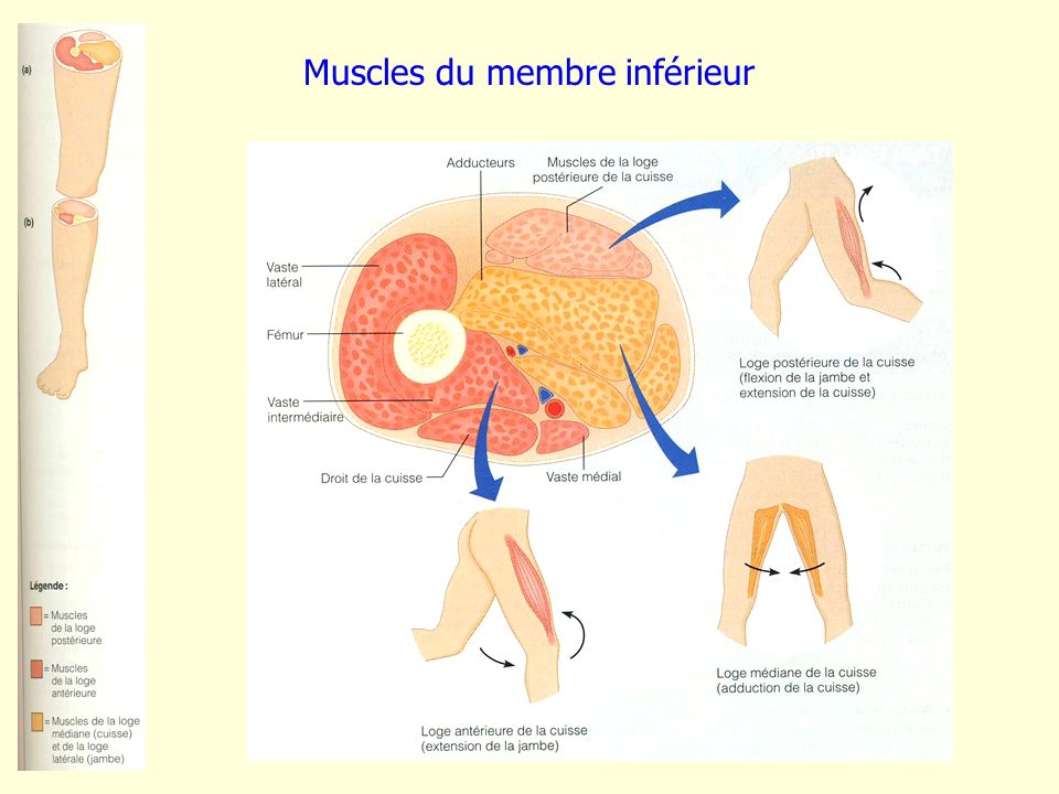 Muscles du membre inférieur