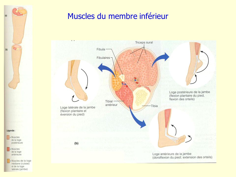 Muscles du membre inférieur