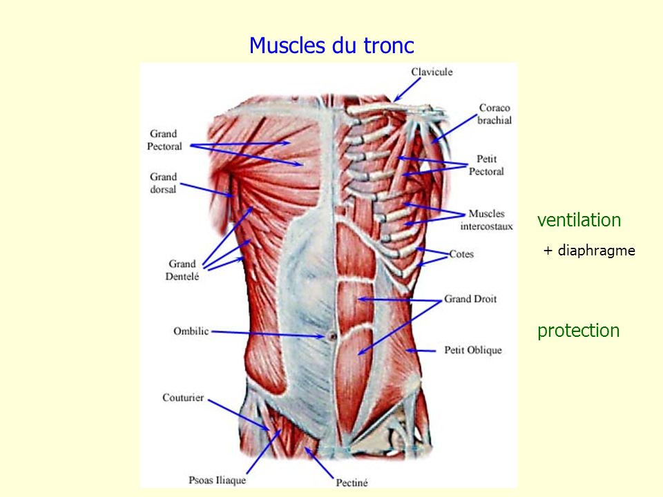 Muscles du tronc ventilation + diaphragme protection
