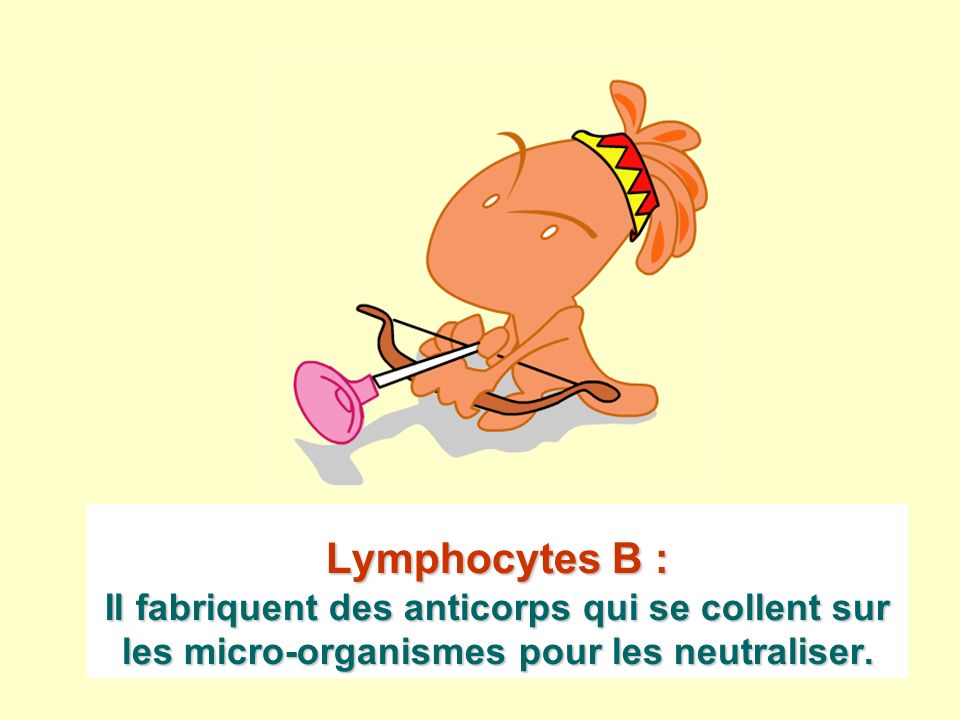Lymphocytes B : Il fabriquent des anticorps qui se collent sur les micro-organismes pour les neutraliser.