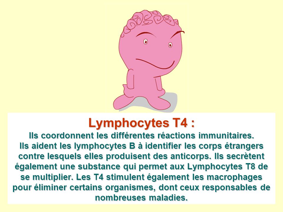 Lymphocytes T4 : Ils coordonnent les différentes réactions immunitaires.