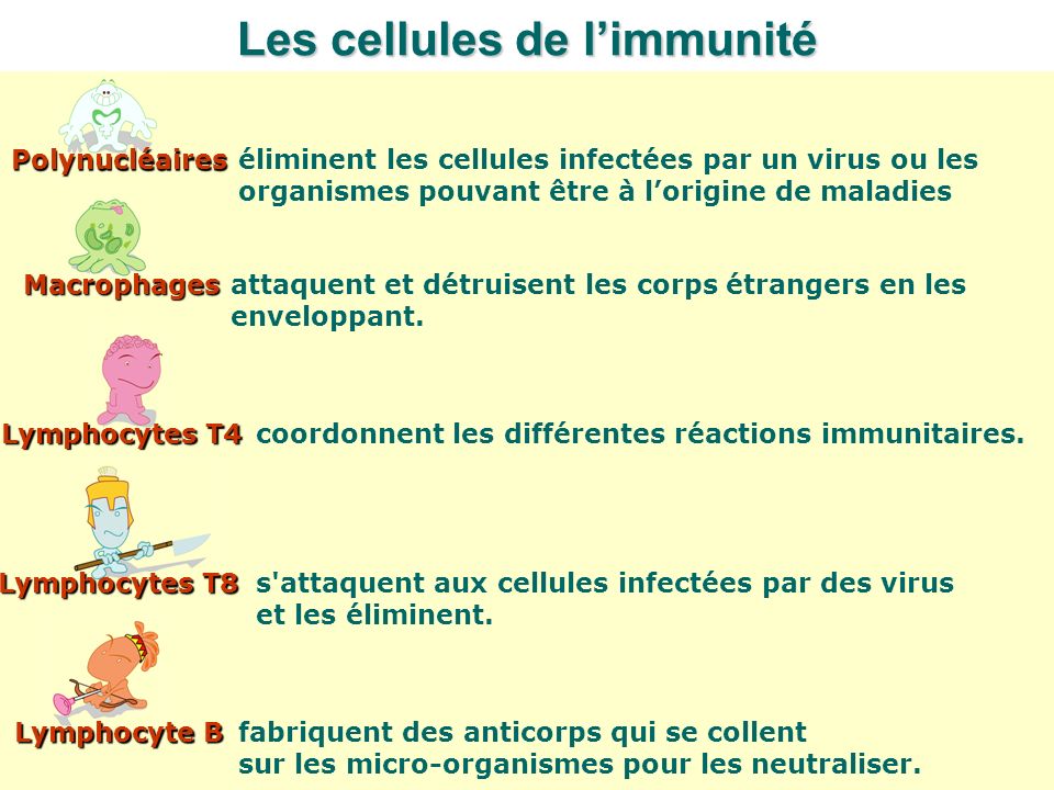 Les cellules de l’immunité