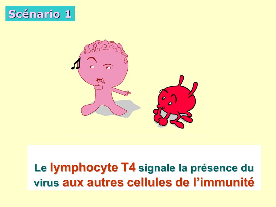 Scénario 1 Le lymphocyte T4 signale la présence du virus aux autres cellules de l’immunité