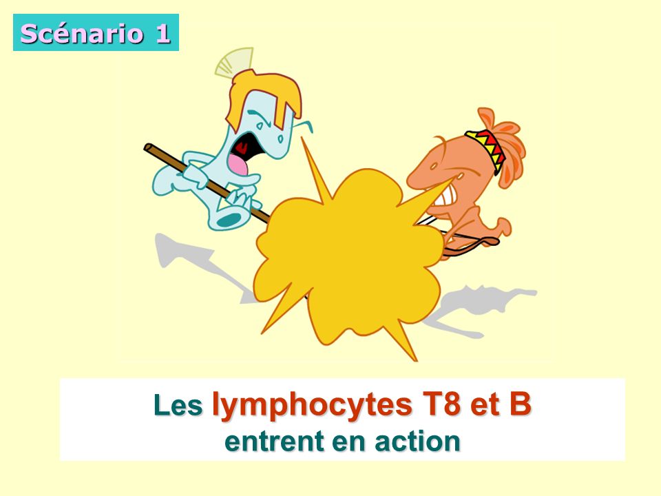 Les lymphocytes T8 et B entrent en action