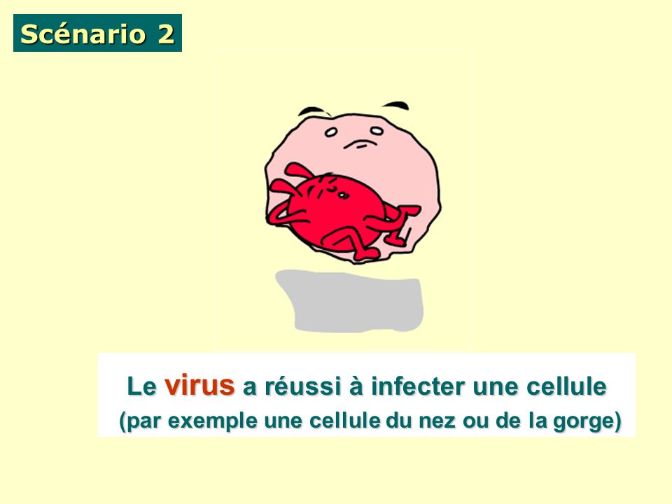 Scénario 2 Le virus a réussi à infecter une cellule (par exemple une cellule du nez ou de la gorge)