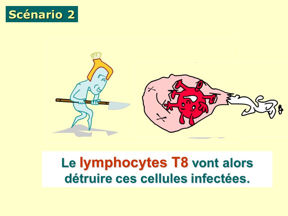 Le lymphocytes T8 vont alors détruire ces cellules infectées.