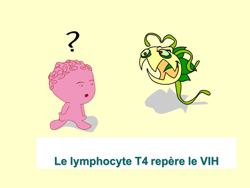 Le lymphocyte T4 repère le VIH