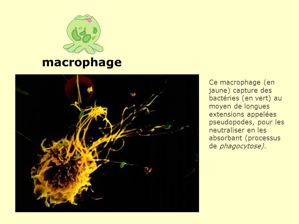 macrophage