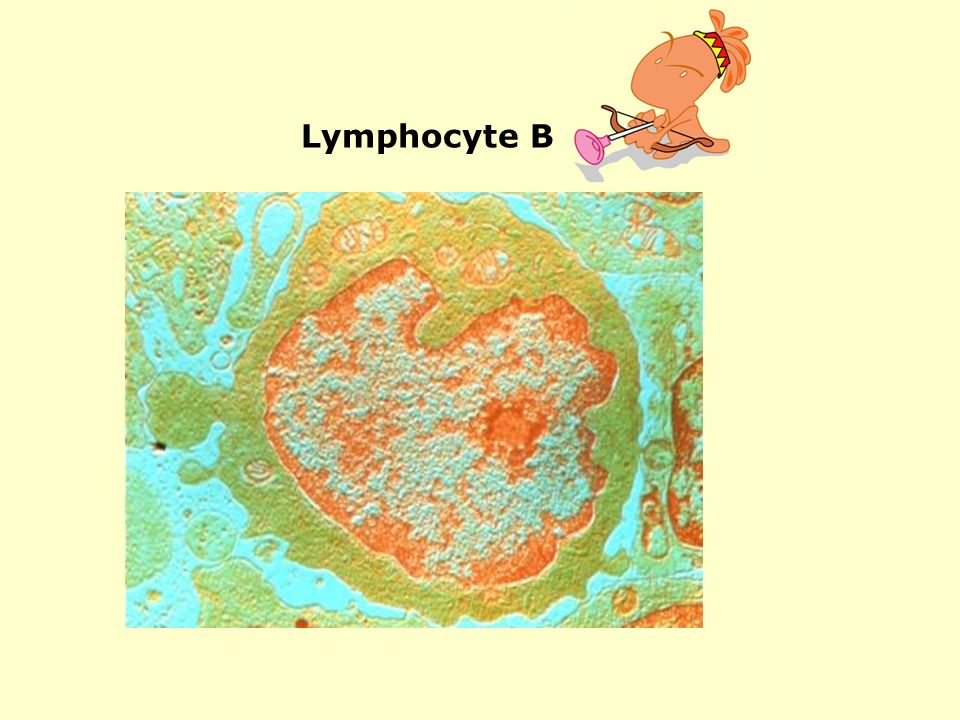 Lymphocyte B