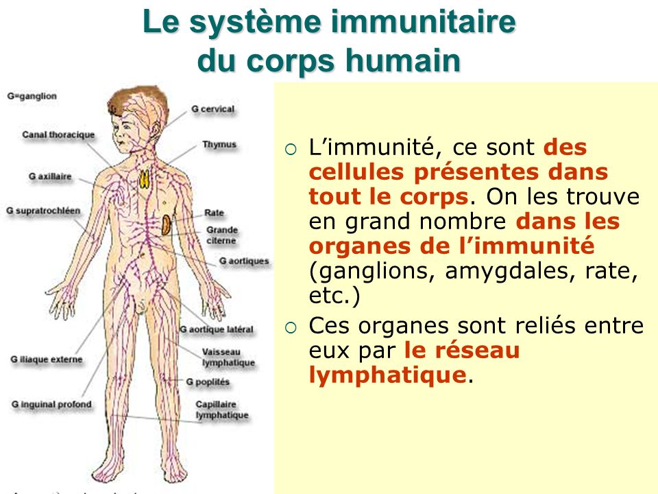 Le système immunitaire du corps humain