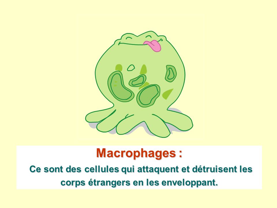 Macrophages : Ce sont des cellules qui attaquent et détruisent les corps étrangers en les enveloppant.