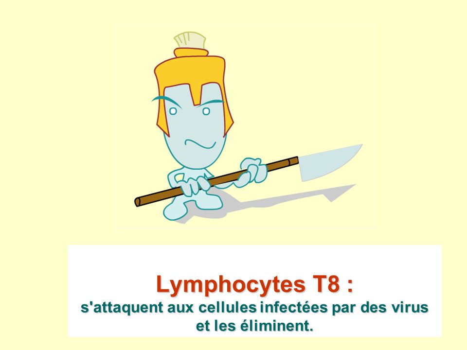 Lymphocytes T8 : s attaquent aux cellules infectées par des virus et les éliminent.