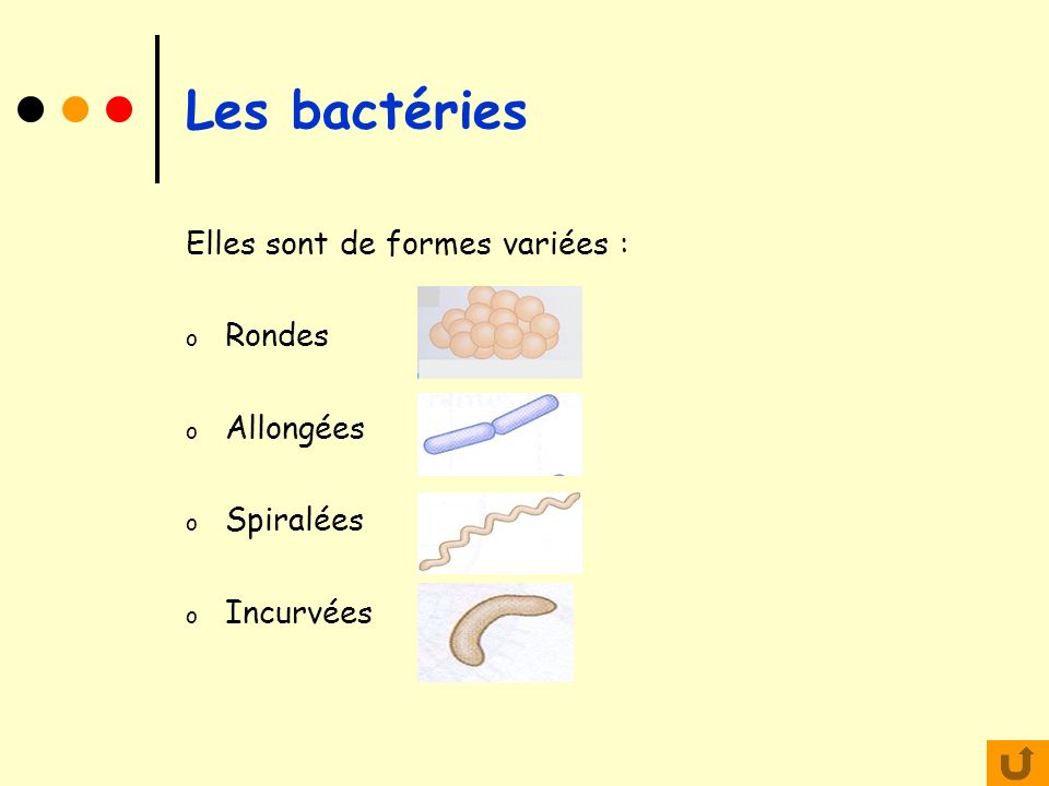 Les bactéries Elles sont de formes variées : Rondes Allongées