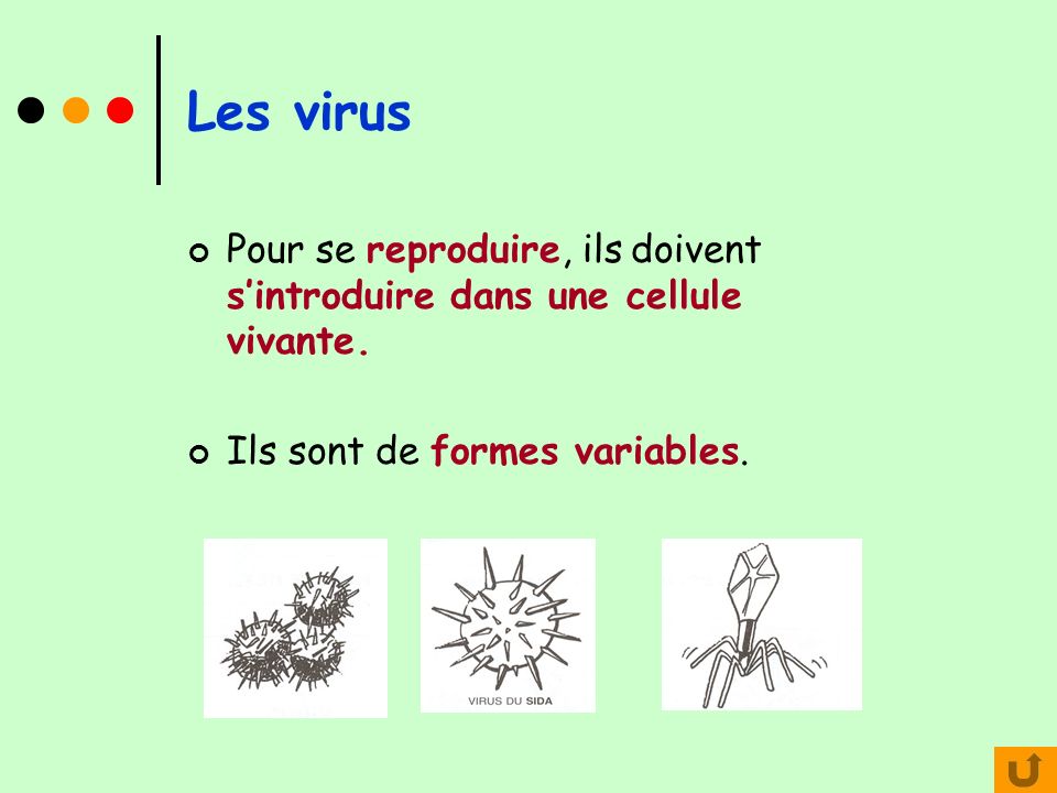 Les virus Pour se reproduire, ils doivent s’introduire dans une cellule vivante.