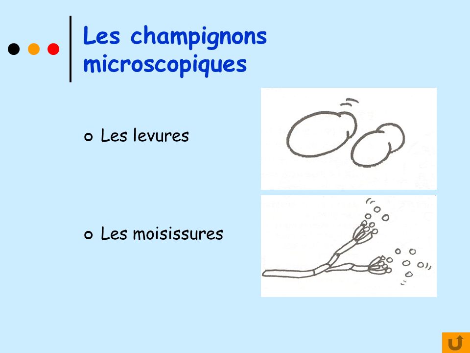 Les champignons microscopiques