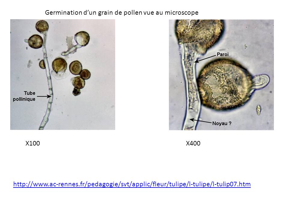 Germination d’un grain de pollen vue au microscope