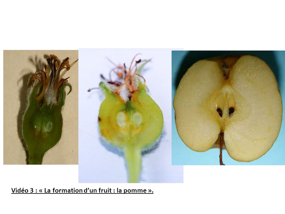 Vidéo 3 : « La formation d’un fruit : la pomme ».