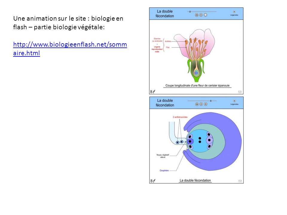 Une animation sur le site : biologie en flash – partie biologie végétale: