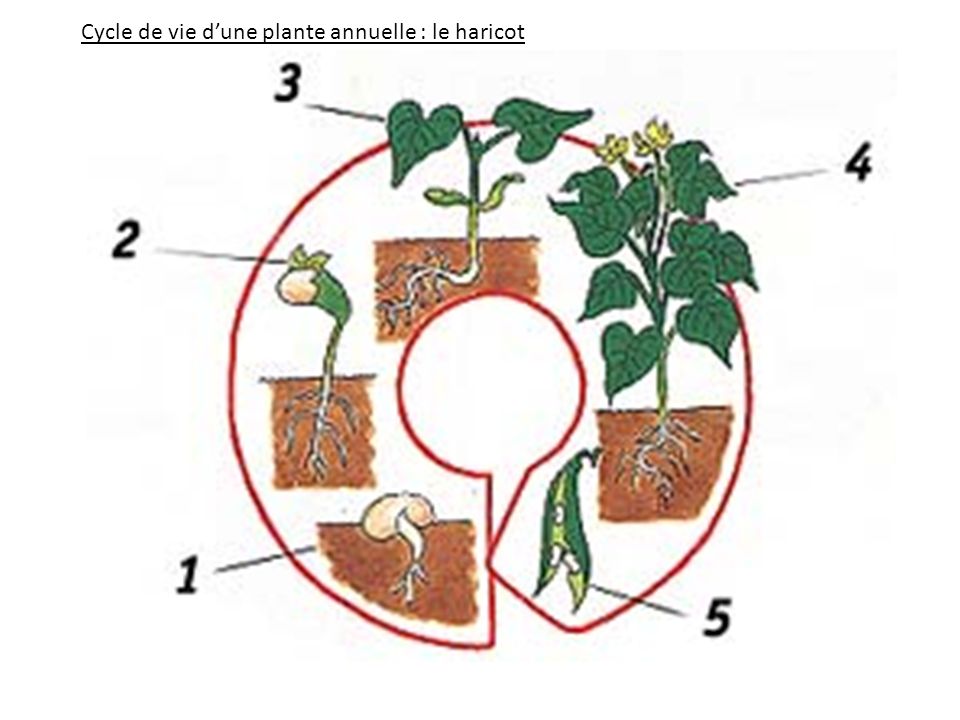 Cycle de vie d’une plante annuelle : le haricot