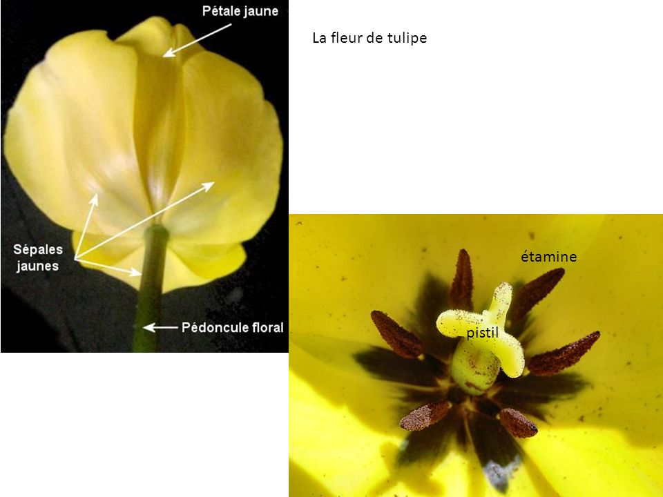 La fleur de tulipe étamine pistil