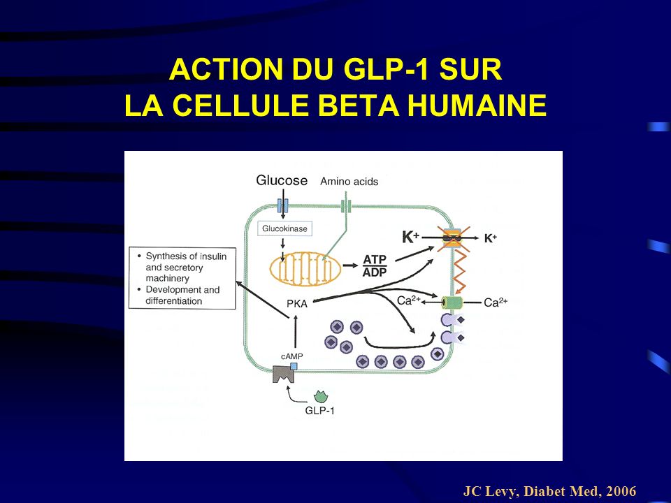 ACTION DU GLP-1 SUR LA CELLULE BETA HUMAINE