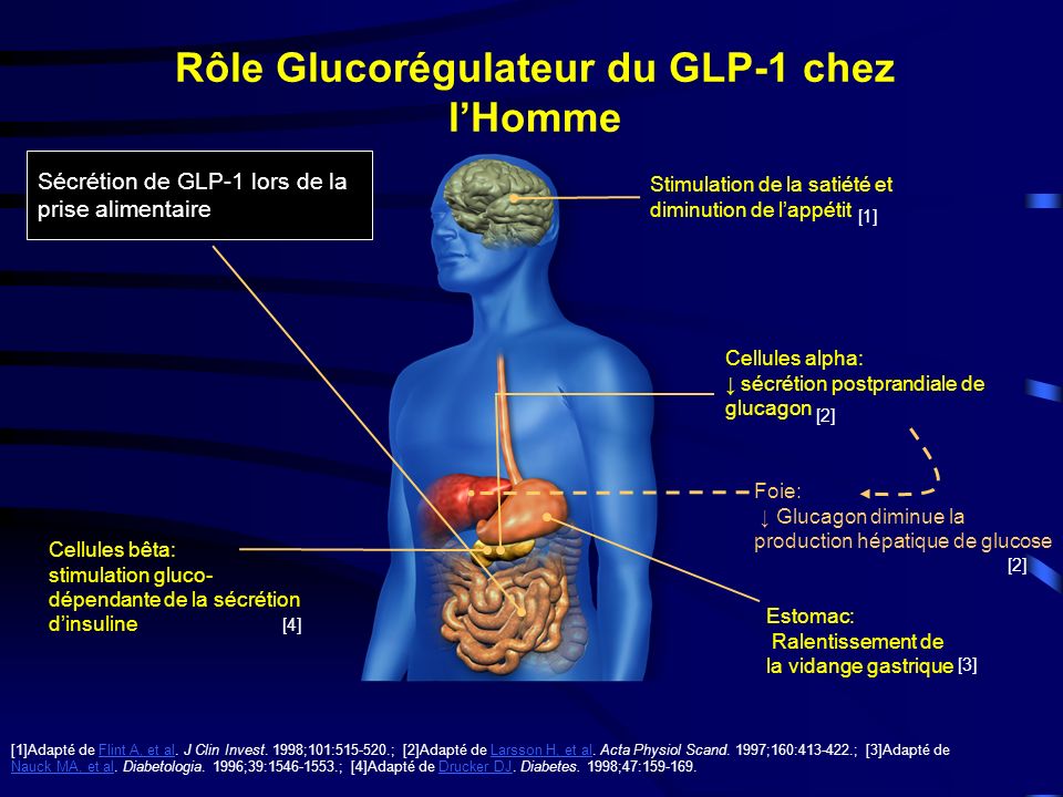 Rôle Glucorégulateur du GLP-1 chez l’Homme