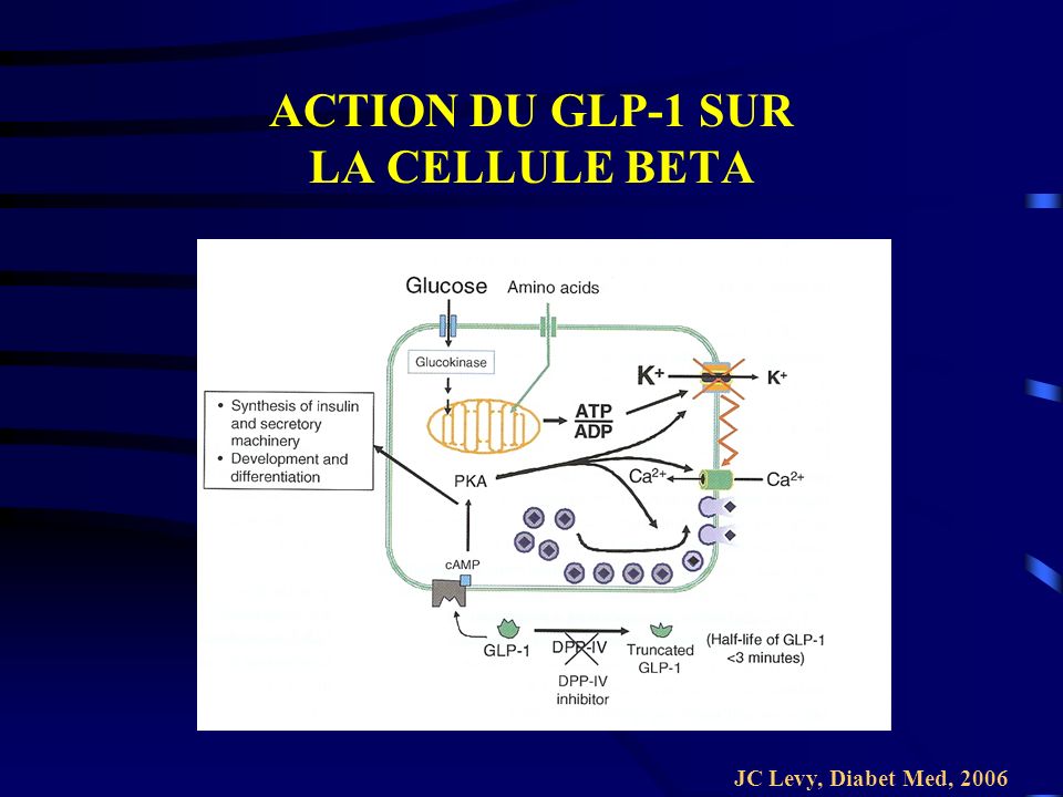 ACTION DU GLP-1 SUR LA CELLULE BETA