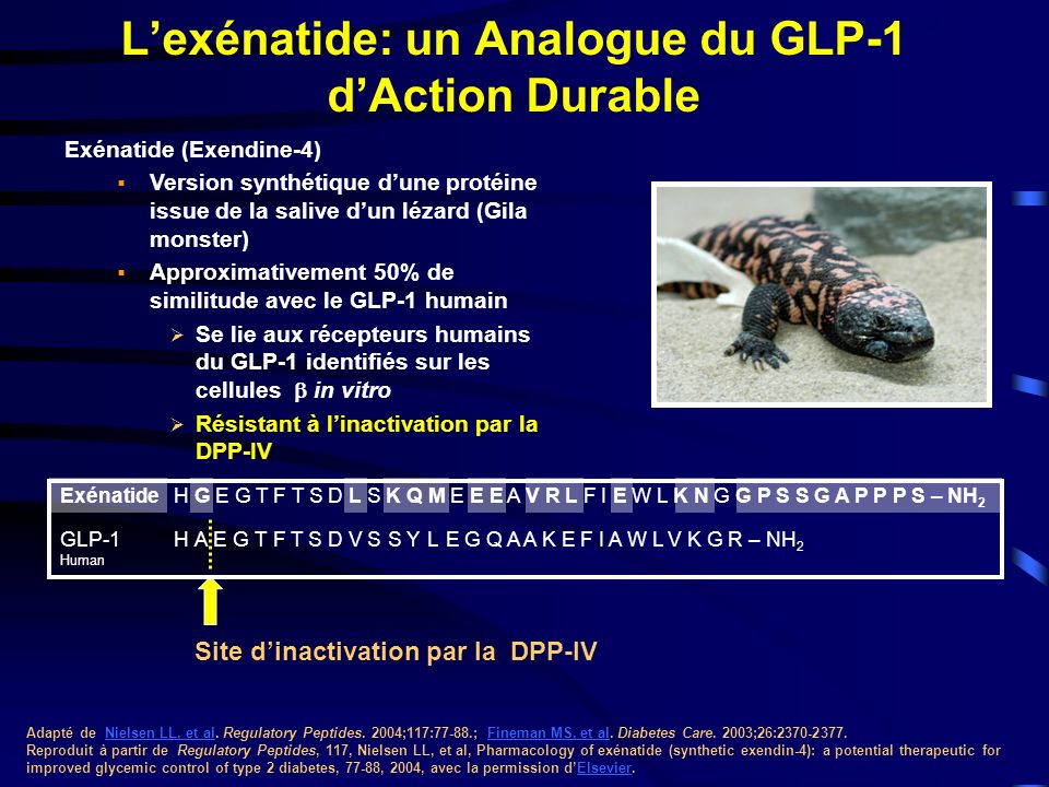 L’exénatide: un Analogue du GLP-1 d’Action Durable