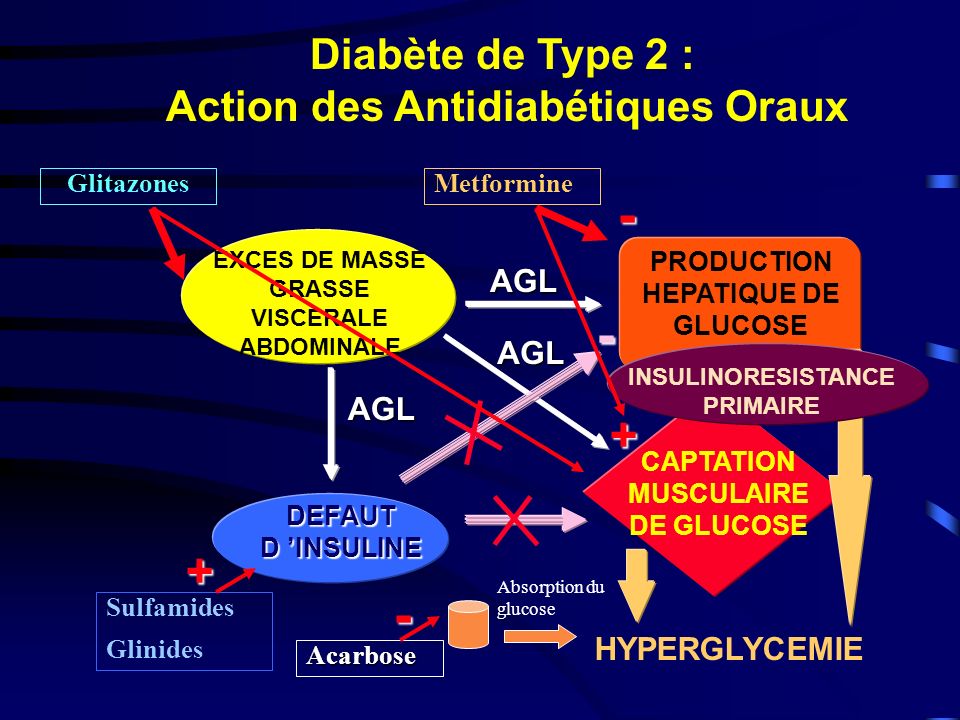 Diabète de Type 2 : Action des Antidiabétiques Oraux AGL AGL