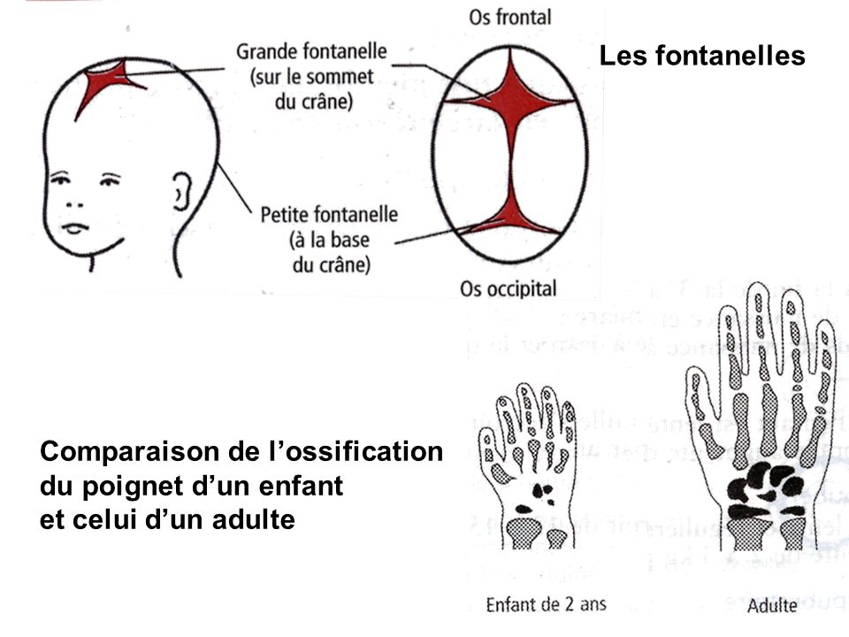 Les fontanelles Comparaison de l’ossification du poignet d’un enfant et celui d’un adulte