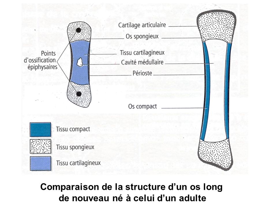 Comparaison de la structure d’un os long