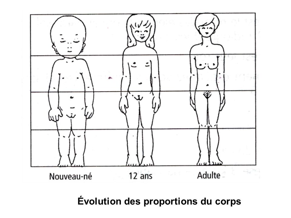 Évolution des proportions du corps