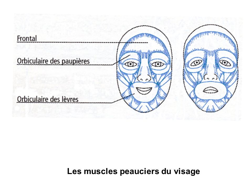 Les muscles peauciers du visage