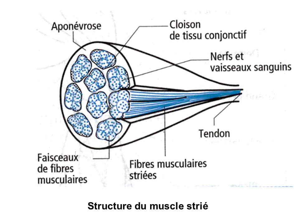 Structure du muscle strié