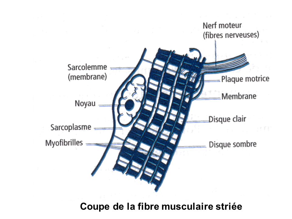 Coupe de la fibre musculaire striée