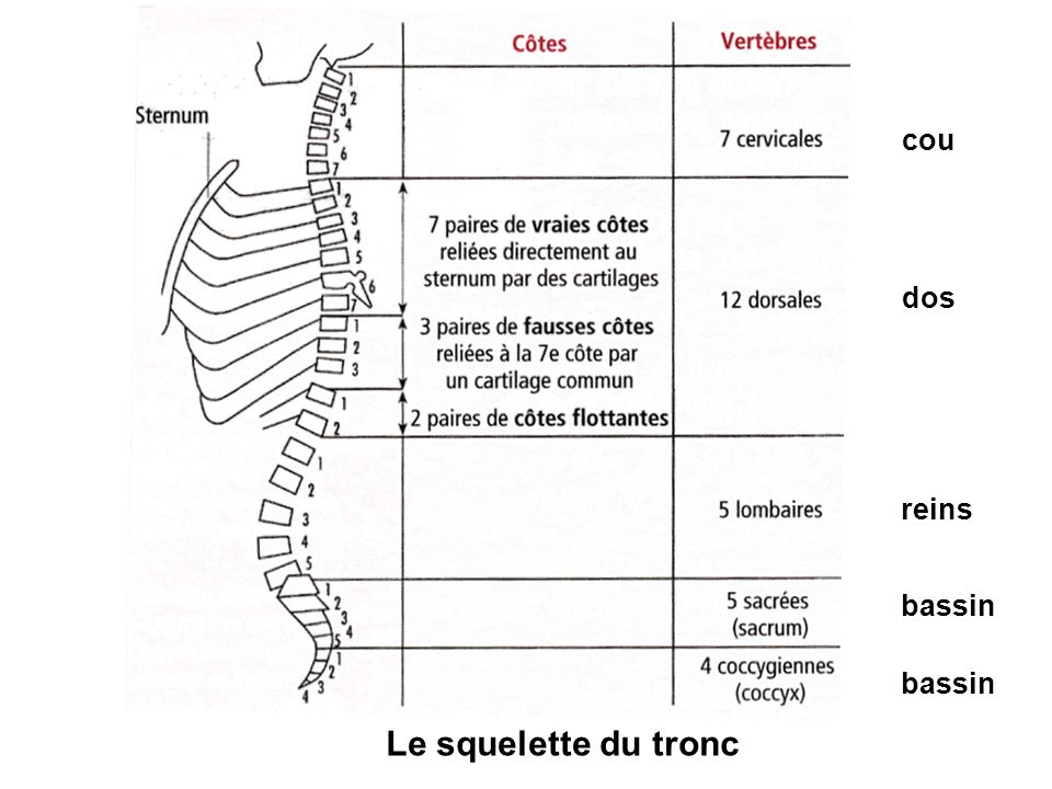 Le squelette du tronc cou dos reins bassin