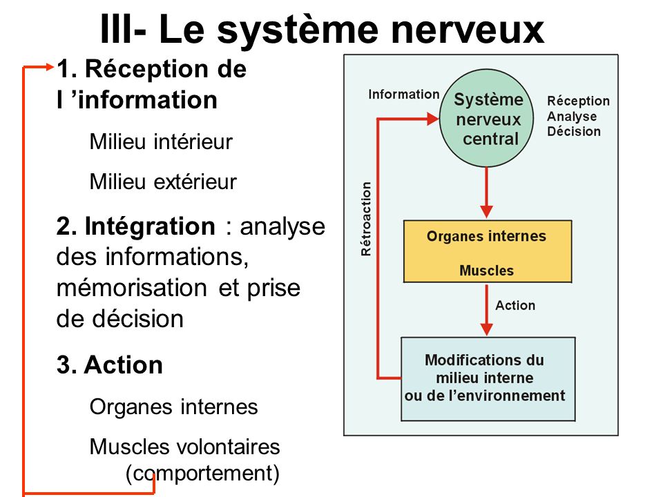 III- Le système nerveux