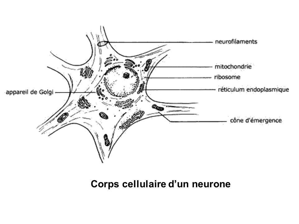 Corps cellulaire d’un neurone