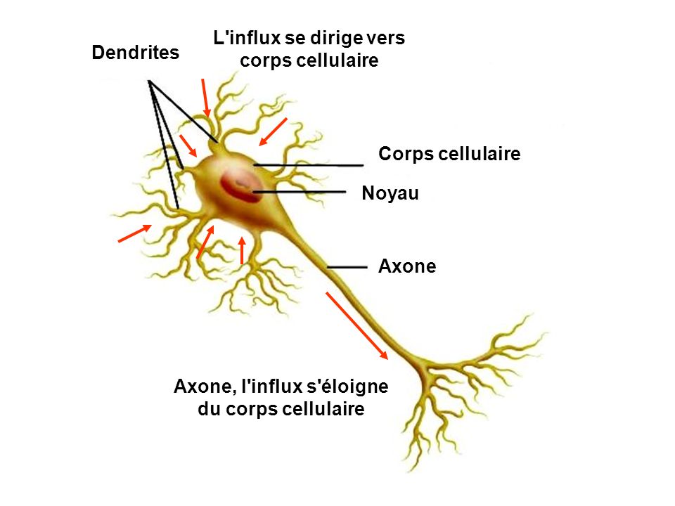 L influx se dirige vers corps cellulaire Dendrites