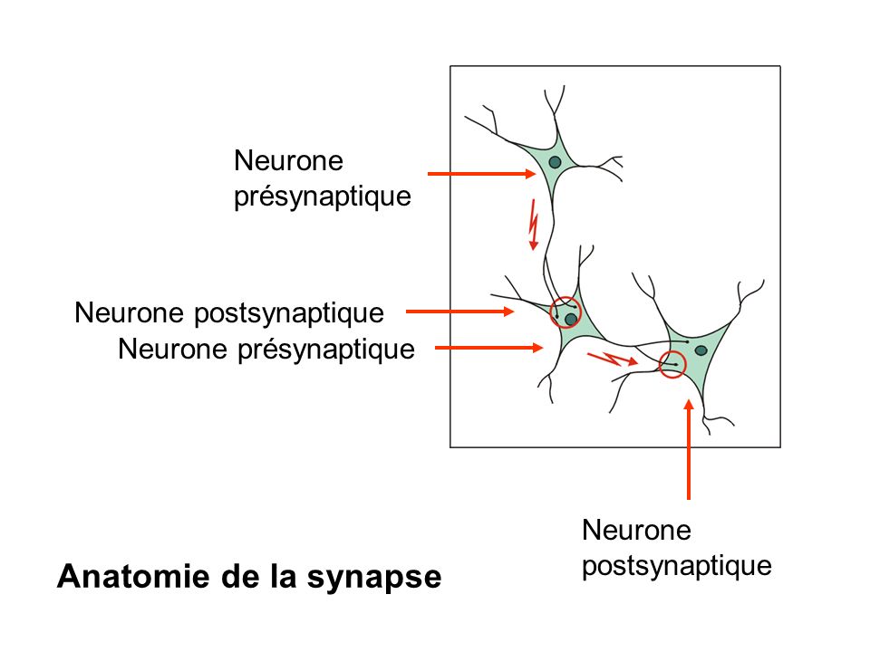 Anatomie de la synapse Neurone présynaptique Neurone postsynaptique