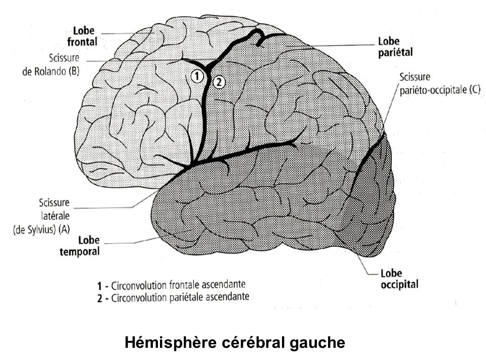 Hémisphère cérébral gauche