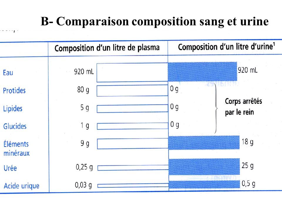 B- Comparaison composition sang et urine